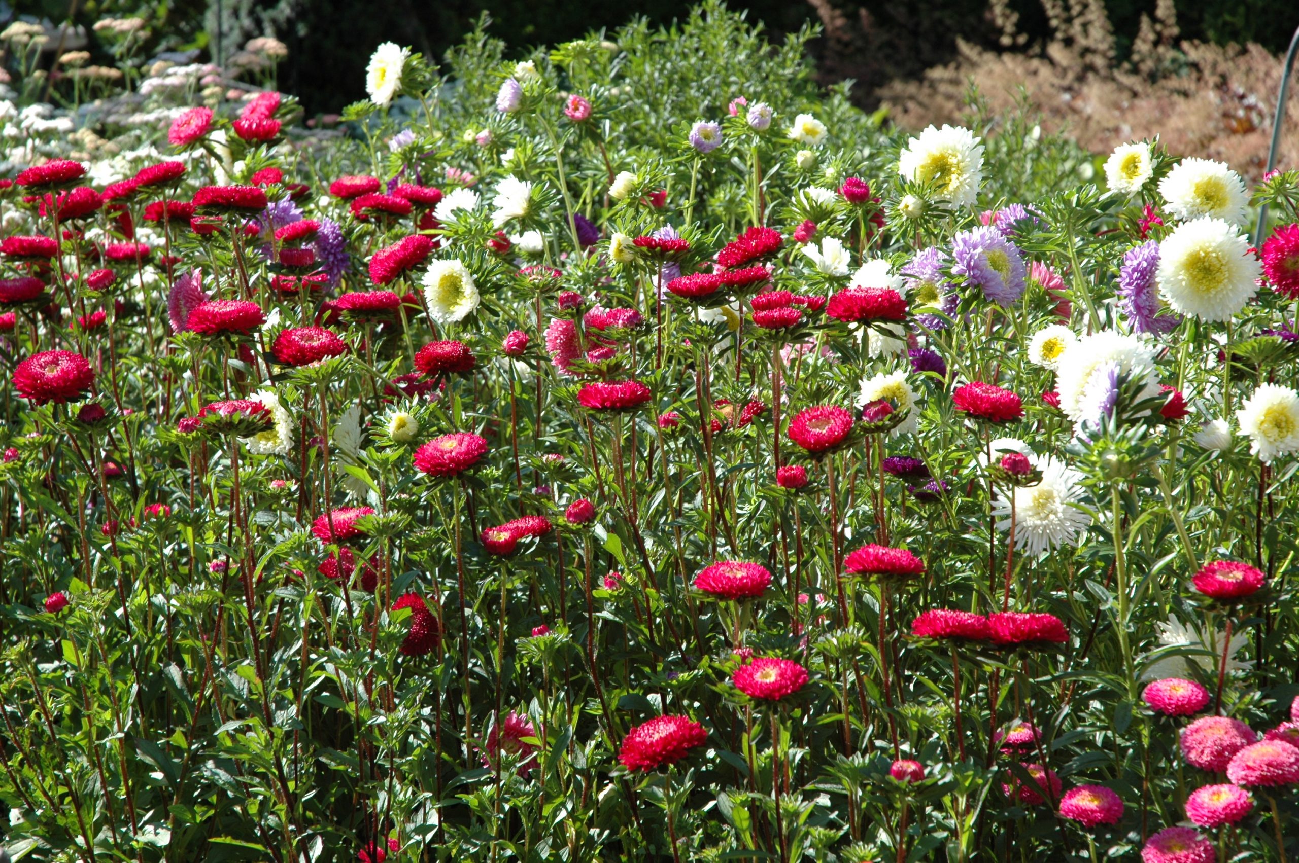 Tekst og foto frilansjournalist tekstforfatter Stavanger Inger Anita Merkesdal